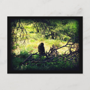 Peaceful Baboon Postcard