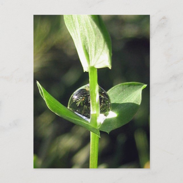 Peaceful Close Up Dew on Clover Nature Meditation Postcard (Front)