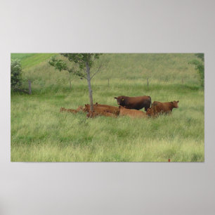 Peaceful Day Cows in Pasture Photography Poster