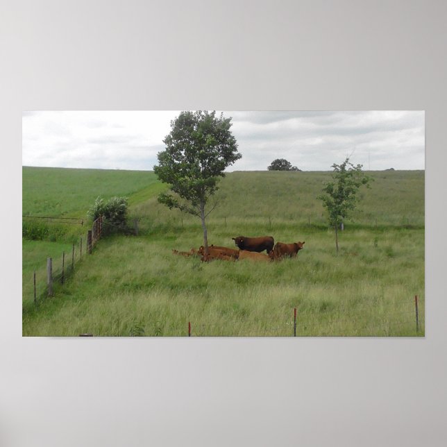 Peaceful Day in Wisconsin Cow Photography Poster (Front)