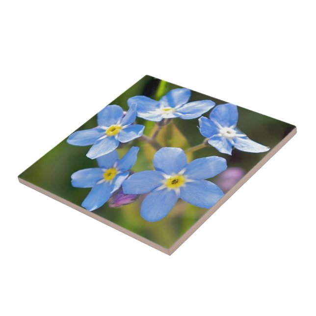 Peaceful Floral Forget Me Not Tile (Side)