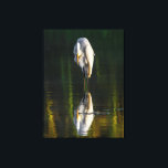 Peaceful Great White Egret with Reflection Canvas Print<br><div class="desc">A beautiful photograph of the great white egret with its reflection. The image was taken by Ian Wickison and all rights are reserved. Ardea Alba is its Latin name and they are a bird that is widespread. This image was taken in Brazil. The bird is relaxed and seems to be...</div>