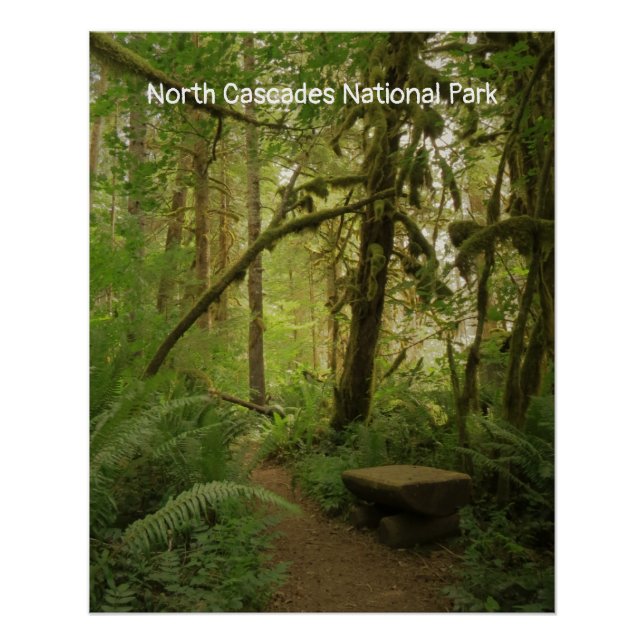 Peaceful Green Forest Trail in Washington Poster (Front)