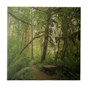 Peaceful Green Forest Trail in Washington Tile