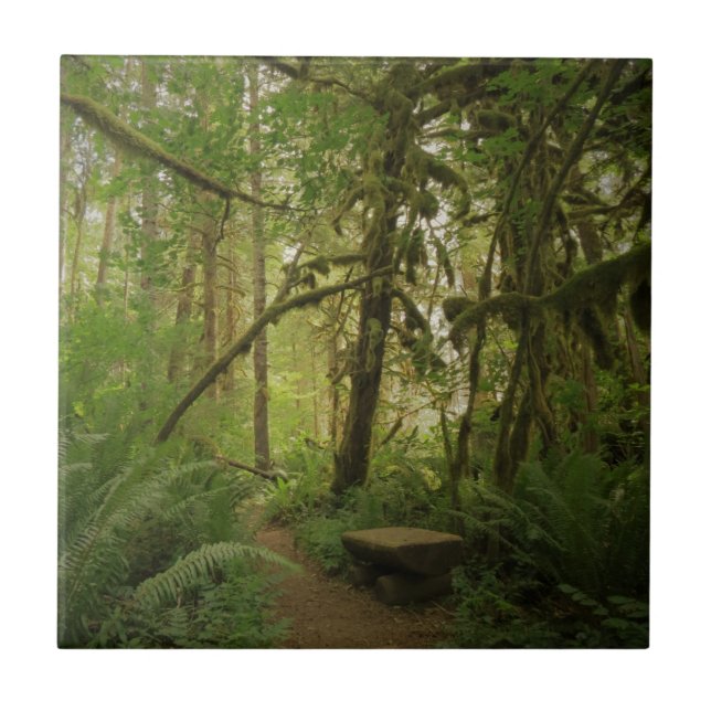 Peaceful Green Forest Trail in Washington Tile (Front)