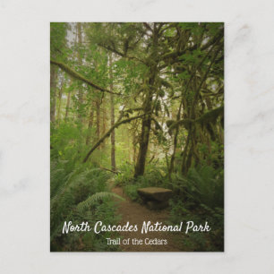 Peaceful Green Forest Trail Washington Postcard