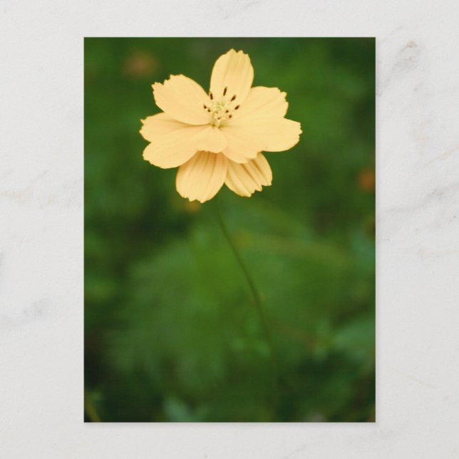 Peaceful Harmony Postcard (Front)
