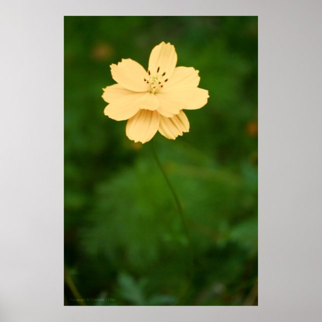 Peaceful Harmony Poster (Front)