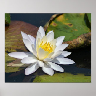 Peaceful Lotus for a space that needs Zen Poster