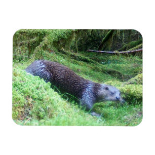 Peaceful Otter Riverside Nature Wildlife Calm   Magnet