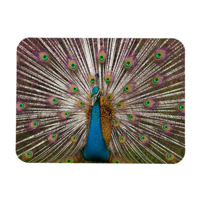 Peaceful Peacock Magnet (Horizontal)