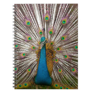 Peaceful Peacock Notebook