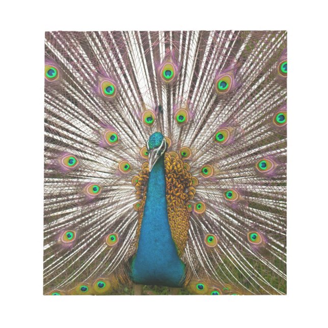 Peaceful Peacock Notepad (Front)