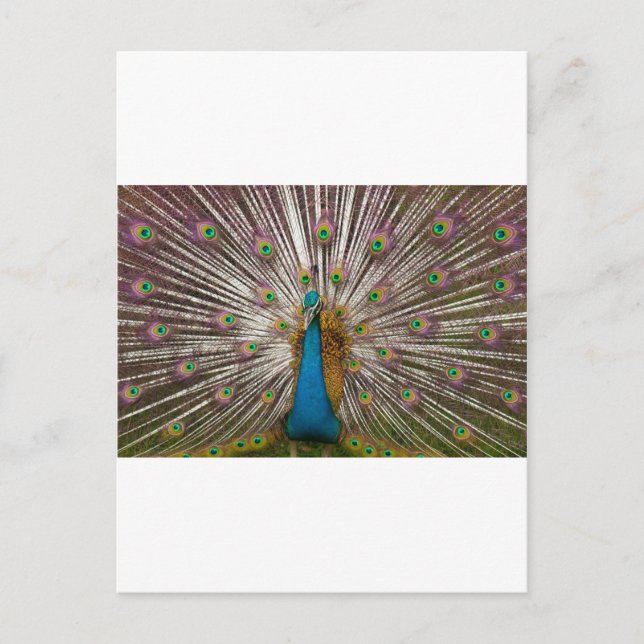Peaceful Peacock Postcard (Front)