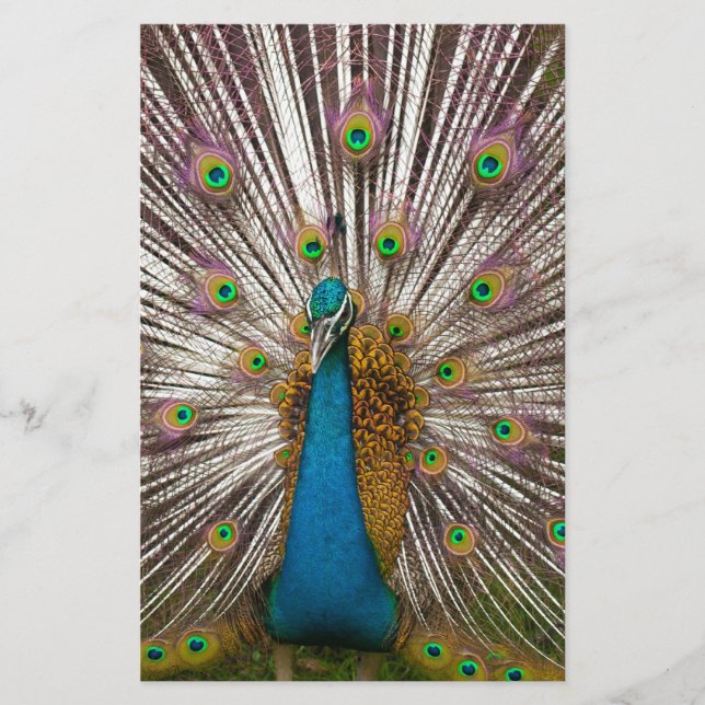 Peaceful Peacock Stationery (Front)