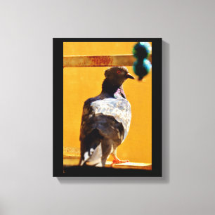 Peaceful Pigeon Canvas Print