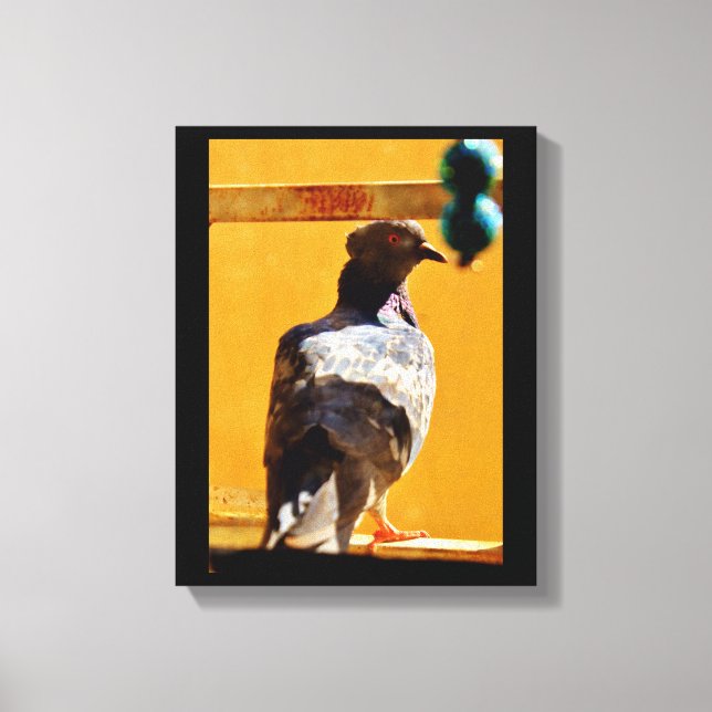 Peaceful Pigeon Canvas Print (Front)
