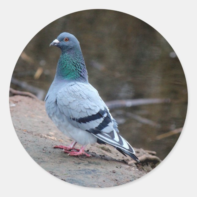 Peaceful pigeon classic round sticker (Front)