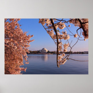 Peaceful Pink Cherry Blossoms in DC Poster