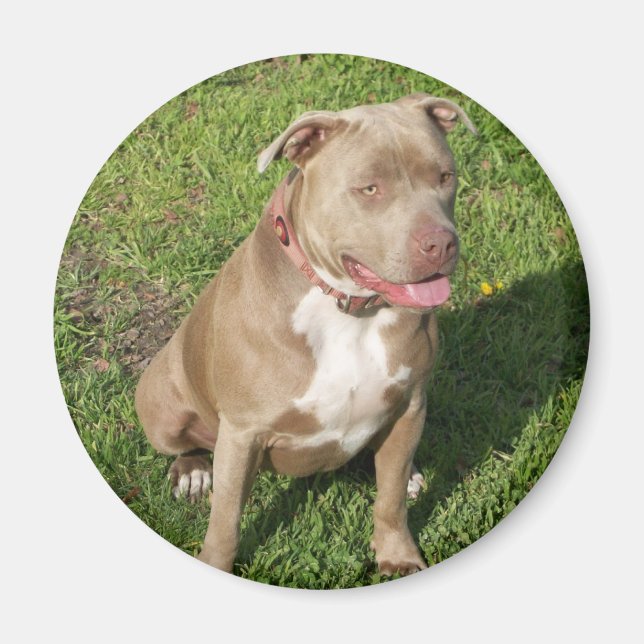 Peaceful Pitbull Magnet (Front)