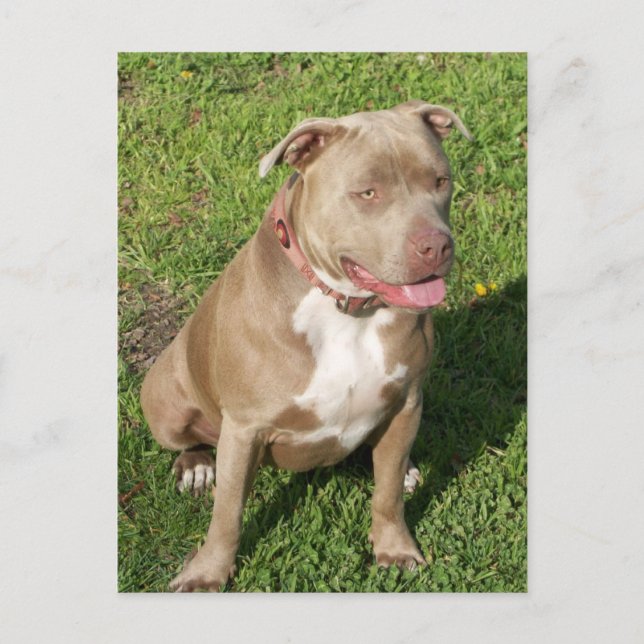 Peaceful Pitbull Postcard (Front)