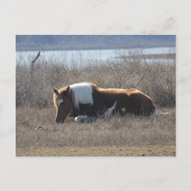 Peaceful pony postcard. postcard (Front)