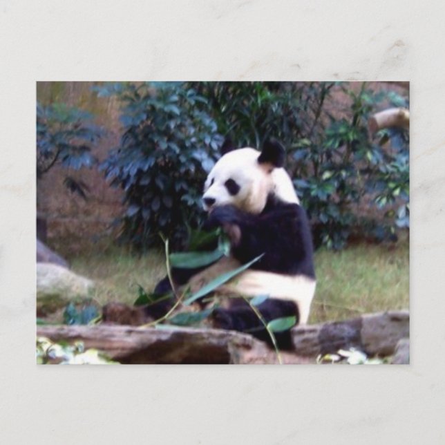 Peaceful Postcard (Front)