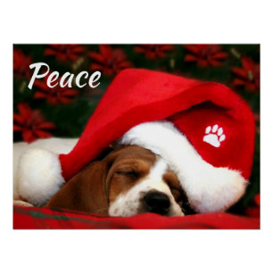 Peaceful Puppy With Text Poster