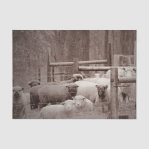 Peaceful, Resting Flock of Sheep on Tissue Paper