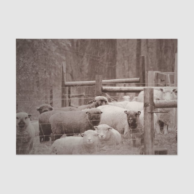 Peaceful, Resting Flock of Sheep on Tissue Paper (Front)