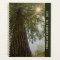 Peaceful Sequoia Photograph with Sunburst Planner