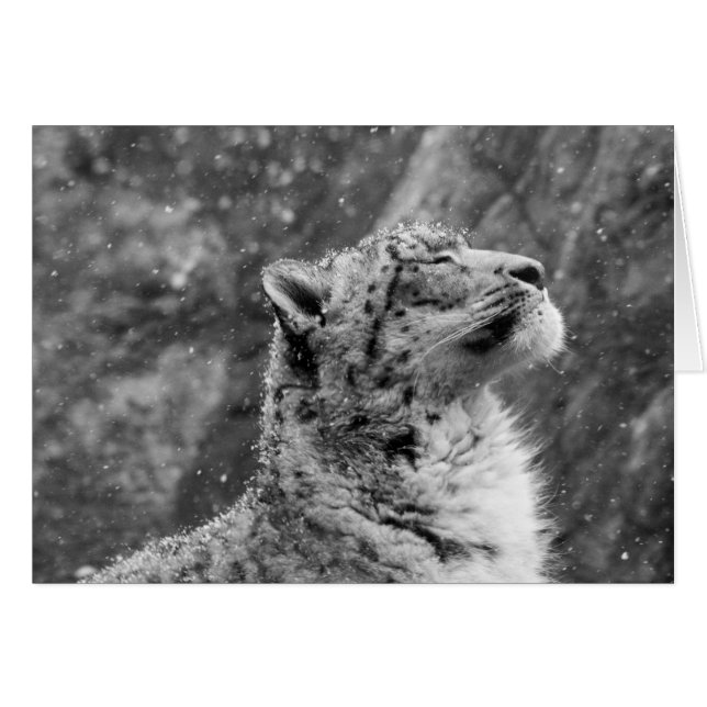 Peaceful Snow Leopard (Front Horizontal)