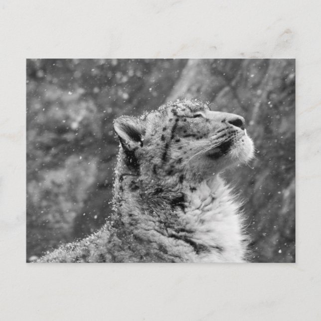 Peaceful Snow Leopard Postcard (Front)