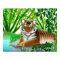 Peaceful Tiger in Bamboo Jungle Poster
