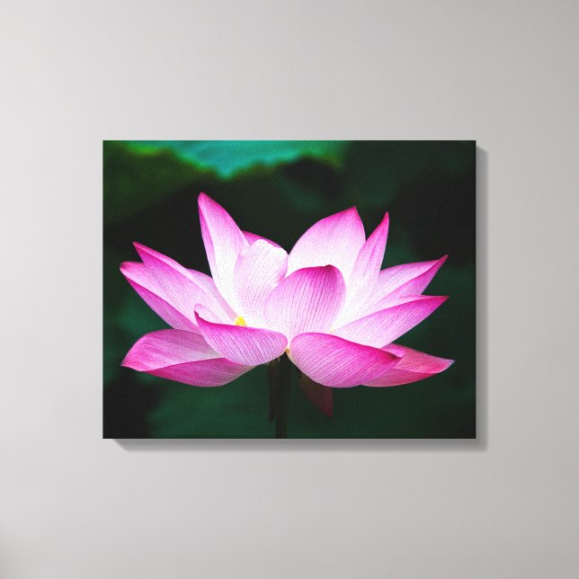 Peaceful Zen Lotus Flower Canvas Print (Front)