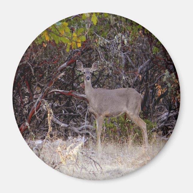 Peacefully.... Magnet (Front)