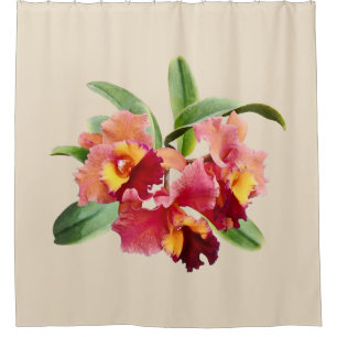 Peach and Crimson Cattleya Orchids