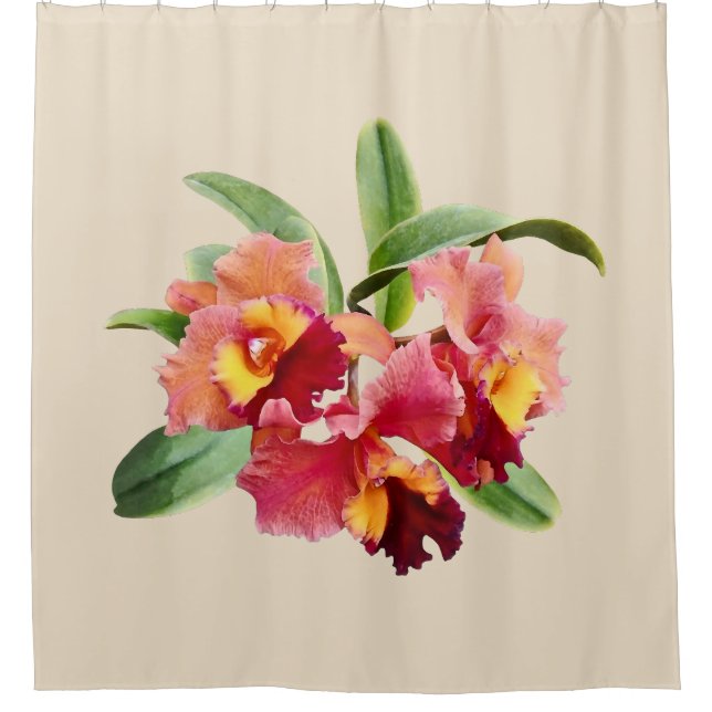 Peach and Crimson Cattleya Orchids (Front)