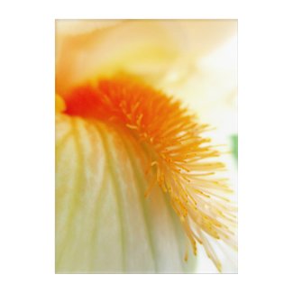 Peach and Orange Bearded Iris Acrylic Print
