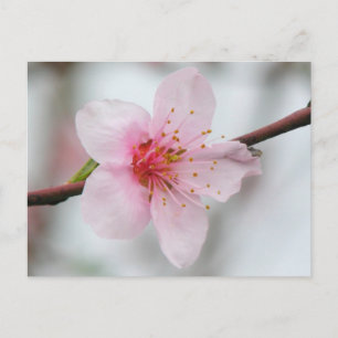 Peach Bloom Postcard