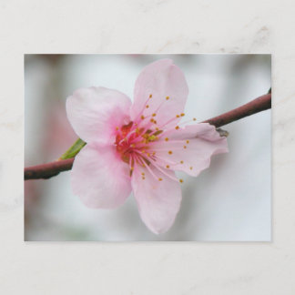 Peach Bloom Postcard