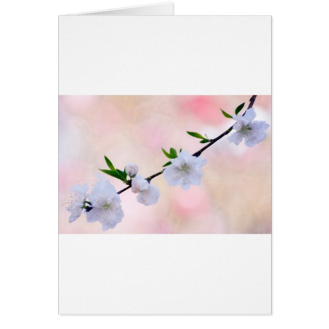 Peach Blossom (Front)