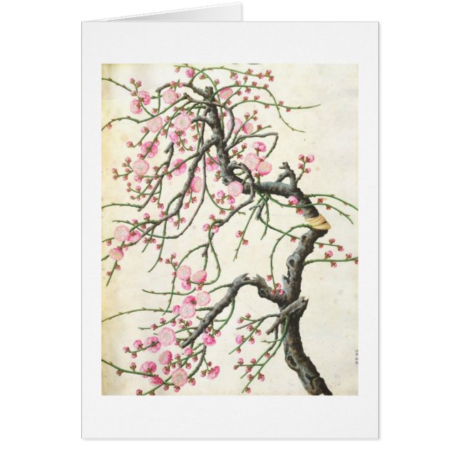 Peach blossom (colour on paper) (Front)