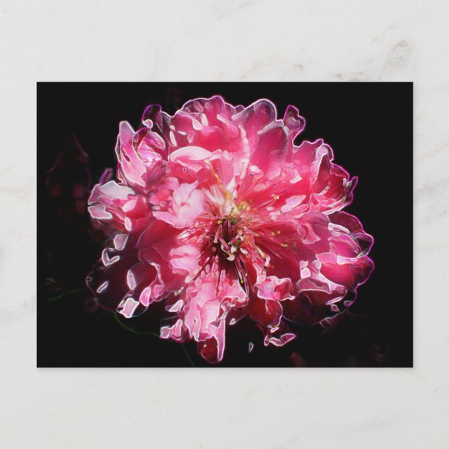 Peach Blossom Flower Postcard (Front)