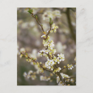 Peach Blossoms Postcard