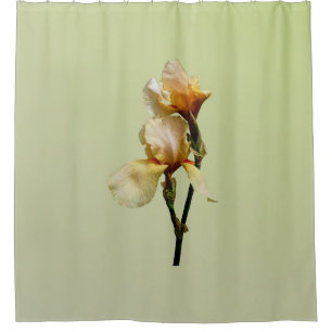 Peach Colored Irises