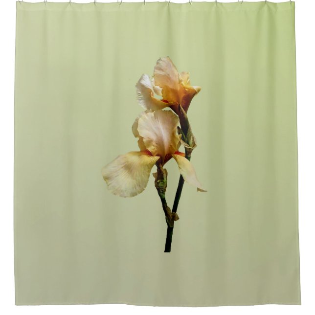 Peach Colored Irises (Front)