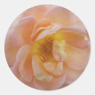 Peach-Colored Rose Classic Round Sticker