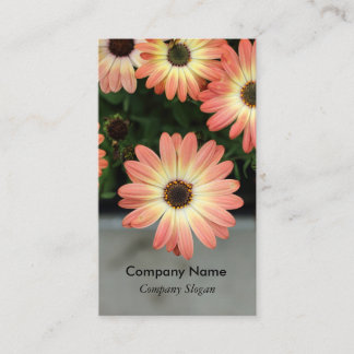 Peach Colour African Daisies Business Card