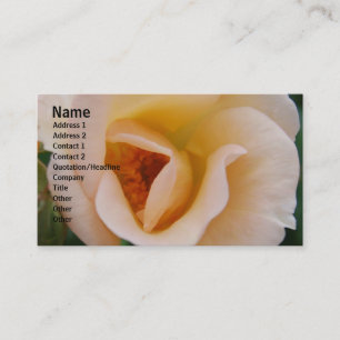Peach Coloured Rose Business Card
